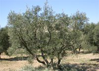 L’été dans les oliviers